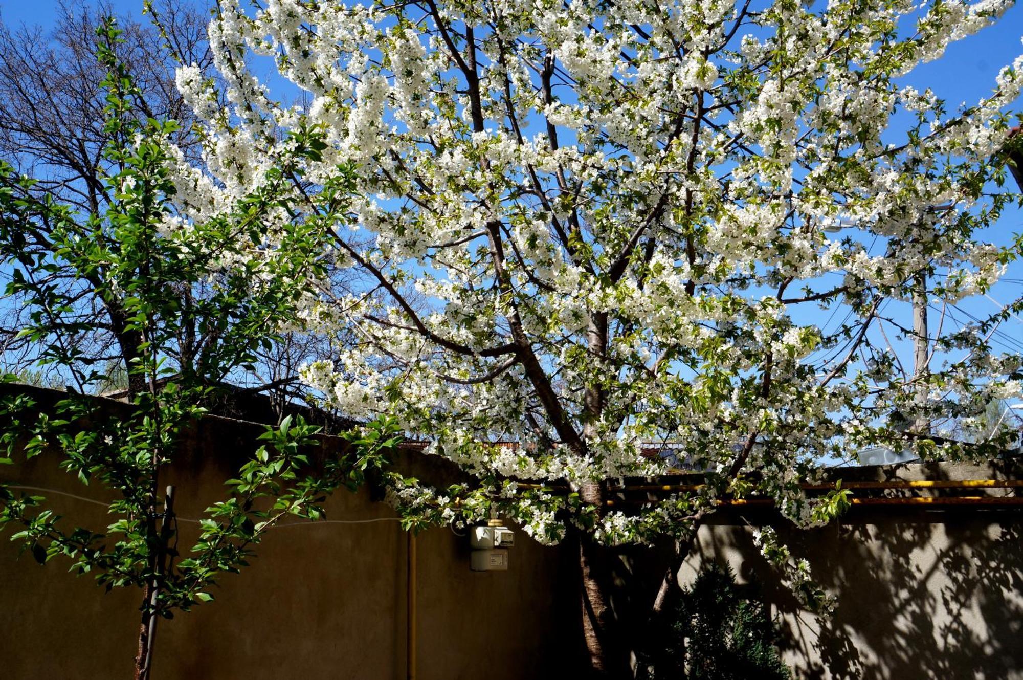 Collosal Apartment With Garden Bucareste Exterior foto